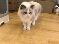 -猫咪派对(江南西店)