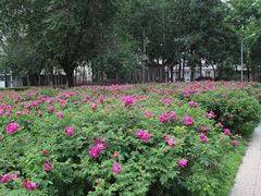 -辽宁大学(崇山校区)