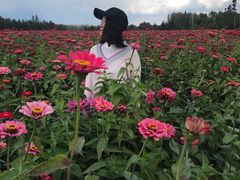 -莲花山花海