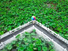 -荷花荡