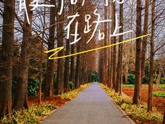 -上海滨江森林公园
