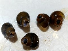 -呼吸森林·生态农庄农家乐私房菜