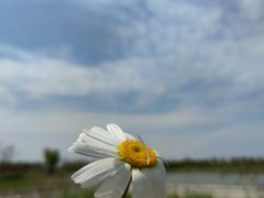 -春花秋色城市公园