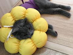 -伟伟宠物医院·瑞派猫友好医院·猫科(光谷店)