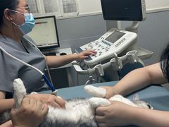 -谐和益家动物医院·免疫绝育·血液透析·宠保定点医院(高新伊藤分院)