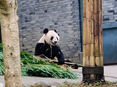 -都江堰中华大熊猫苑