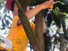 -西山樟坞健康果园枇杷杨梅采摘