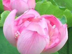 -陈家山荷花公园