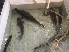 -山城家常菜铁锅炖鱼