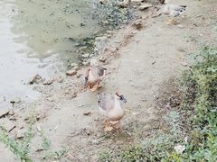 -上方山森林动物世界