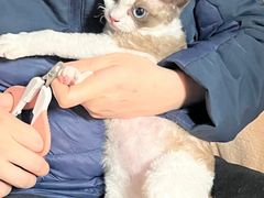 -Bastet sally猫舍购宠(静安店)