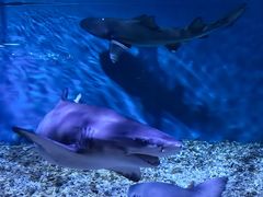 -正佳极地海洋世界