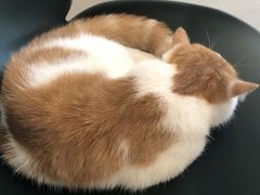-飞行喵MR PILOT|猫舍·猫咖(静安大融城店)
