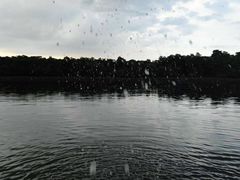 -东寨港红树林旅游区