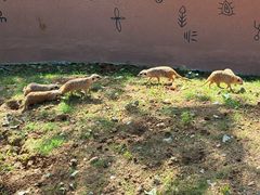 -合肥野生动物园