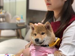 -逗柴咖啡屋·狗咖猫咖宠物桌游
