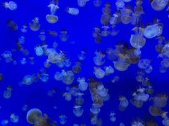-江和美海洋公园