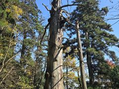 -天目山大树王景区