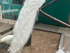 -沈阳鸟岛