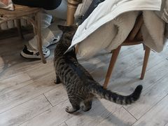 -海边的猫和咖啡馆
