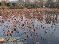 -三圣花乡旅游区