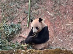-成都大熊猫繁育研究基地