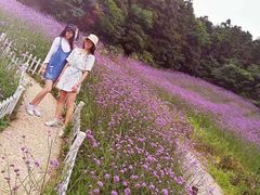 -大塘金香草谷