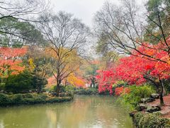 -秋霞圃