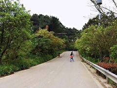 -铁山坪森林公园