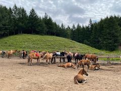 -塞罕坝国家级自然保护区