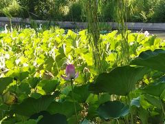-莲花池公园