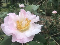 -金花茶公园