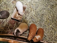 -藦茜花园宠物主题亲子互动体验馆(国顺东路店)