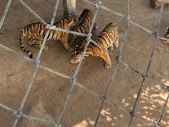 -西霞口神雕山野生动物世界