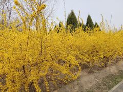 -永定河休闲森林公园