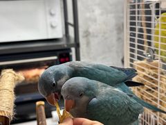 -吾叁·吉趣鸟咖(万科店)