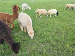 -塞罕坝国家级自然保护区