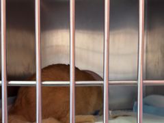 -瑞派福兴宠物医院犬猫全科·骨科·中西医结合(河东店)