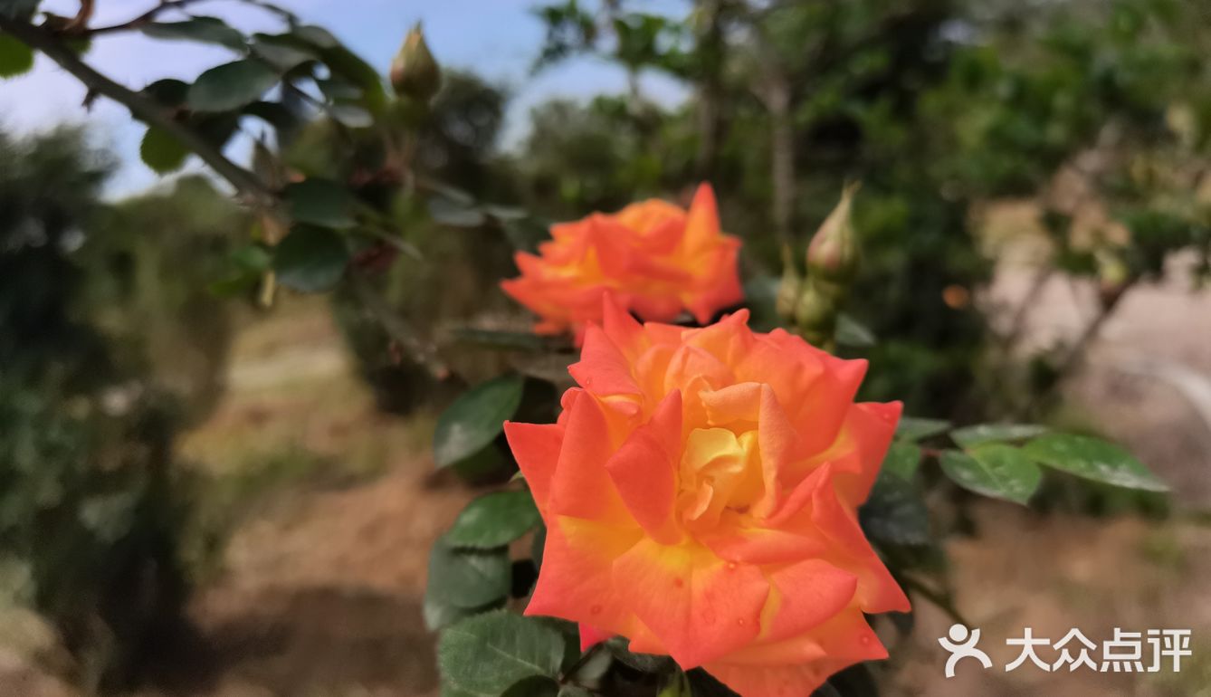 綿陽五鳳山國際花藝博覽園