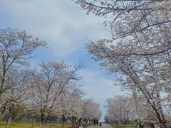 -天王浮山樱花园