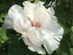 -西湖外事游船(花港观鱼码头)