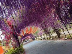 -广东花都香草世界旅游度假区