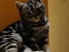 -lincat·猫舍(广州店)