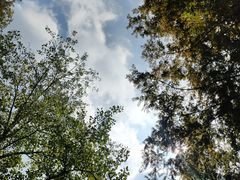 -日照海滨国家森林公园