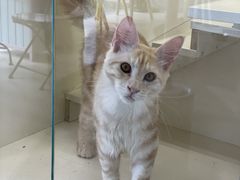 -十年猫舍·猫咪专门店(普陀店)