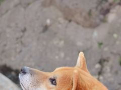 -云岫谷游猎自然风景区