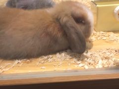 -龟与熊猫宠物公园(南坪店)