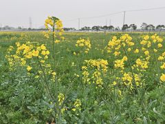 -上海佘山国家森林公园天马山园