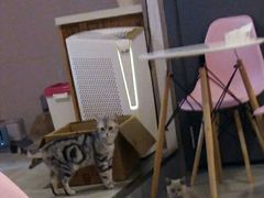 -三花喵·撸猫购宠·宠物生活馆(虹桥南丰城店)