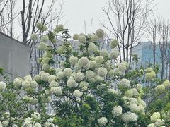 -大龙山(地铁站)